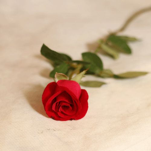 Botão de Rosa